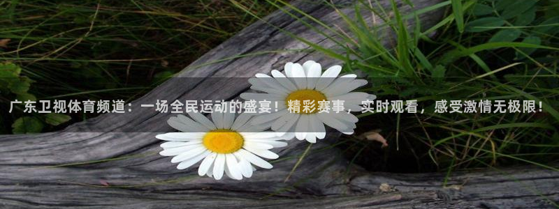 广东卫视体育频道：一场全民运动的盛宴！精彩赛事，实时观看，感受激情无极限！